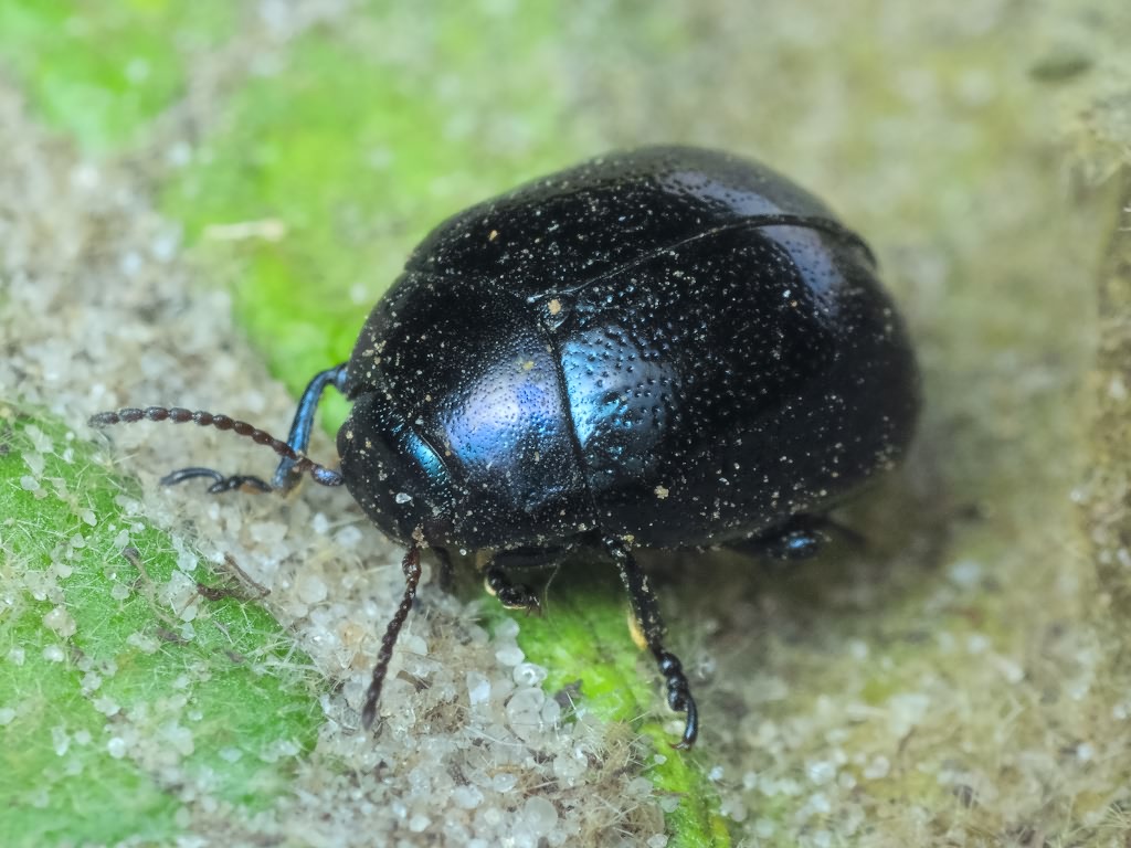 Chrysolina haemoptera (Linnaeus, 1758)